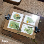 Atelier cyanotype