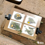 Atelier cyanotype