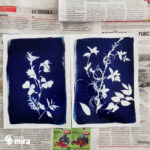 Atelier cyanotype